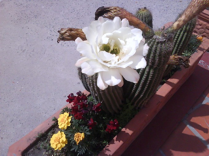 La Flor del Cardo en Tafí del Valle