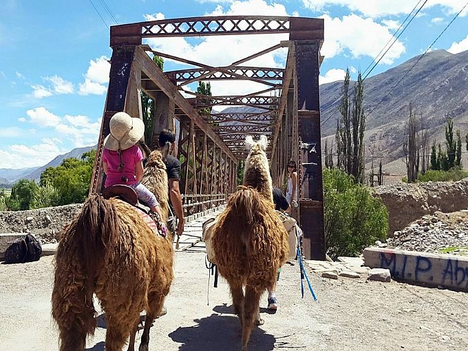 Caravana de llamas en Tilcara