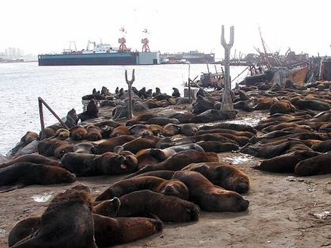 Reserva de Lobos Marinos - Mar del Plata